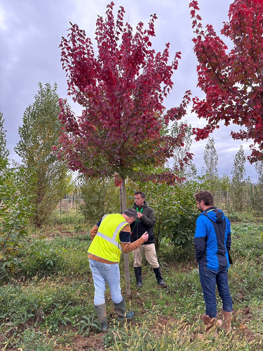 BDP%20pe%CC%81pinie%CC%80re%202